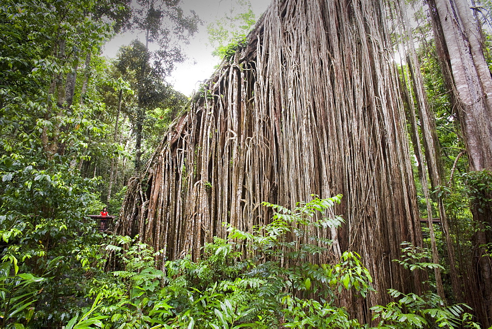 The Curtain Fig Tree, a massive Green Fig Tree (Ficus virens) in the Daintree Rainforest on the Atherton Tablelands, Queensland, Australia, Pacific