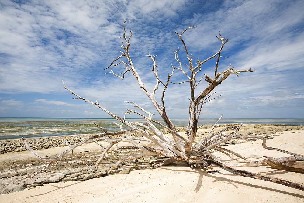 Coastal erosion as a result of sea level rise, with trees undercut and toppled by erosion on Green Island off Cairns in Queensland, Australia, Pacific