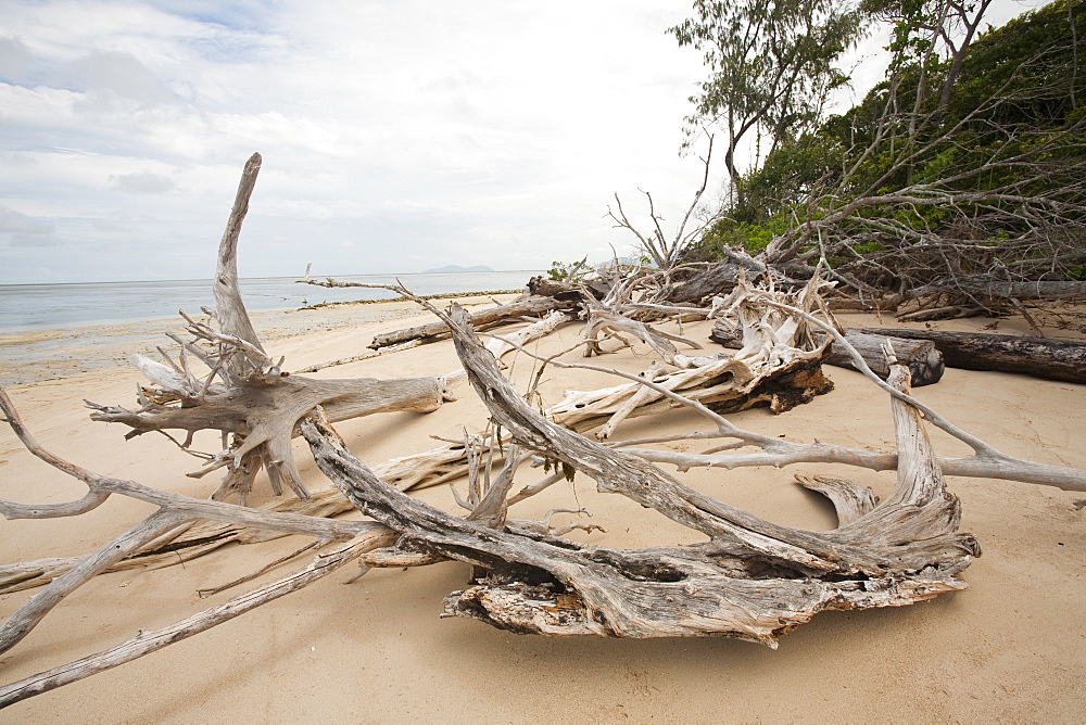 Coastal erosion as a result of sea level rise, with trees undercut and toppled by erosion on Green Island off Cairns in Queensland, Australia, Pacific