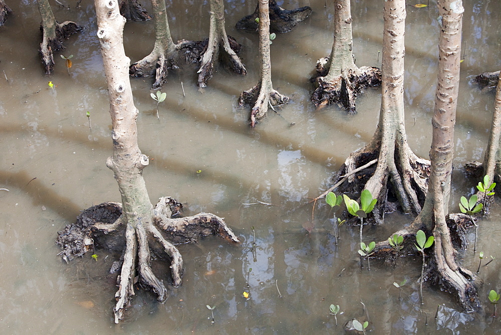 Mangrove swamp at high tide in Cairns, Queensland, Australia, Pacific