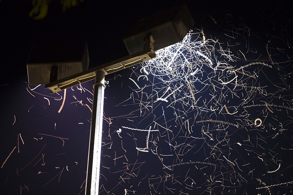 Insects attracted to a floodlight in Orbost, New South Wales, Australia, Pacific