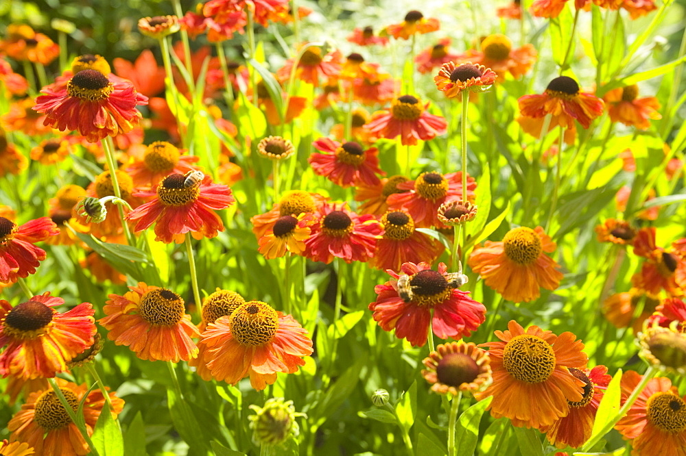 Daisies in Holehird Gardens, Windermere, Lake District, Cumbria, England, United Kingdom, Europe