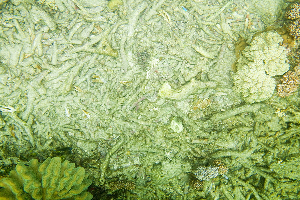 Dead and broken coral on the sea bed, Great Barrier Reef, off Cairns, Queensland, Australia, Pacific