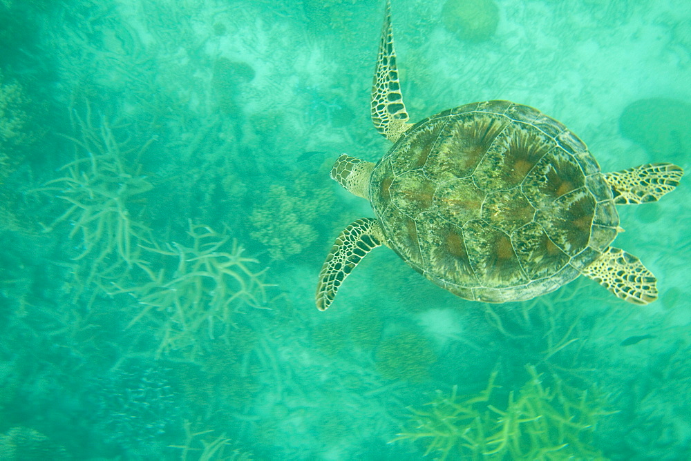 A Green turtle (Chelonia mydas) swimming over the Great Barrier Reef off Cairns, Queensland, Australia, Pacific