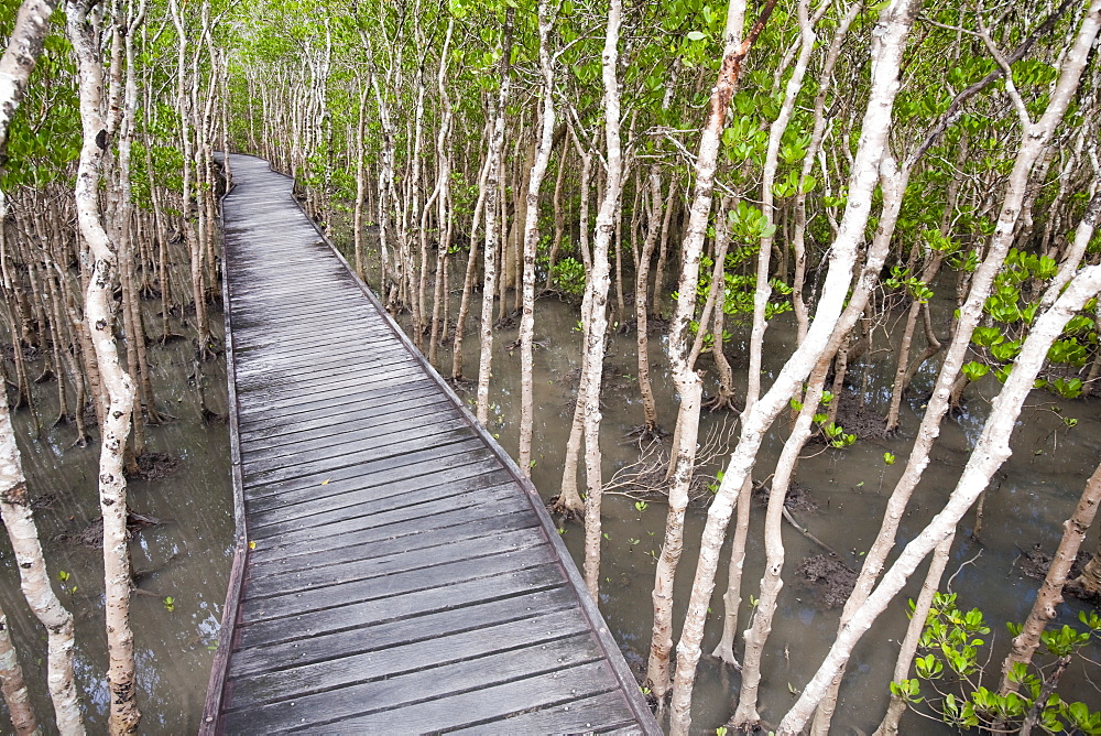 Mangrove swamp at high tide in Cairns, Queensland, Australia, Pacific