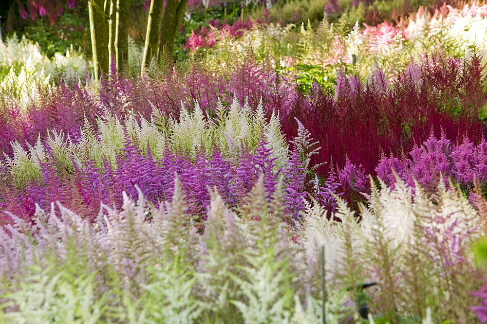 The National Collection of Astilbes in Holehird Garden, Windermere, Lake District, Cumbria, England, United Kingdom, Europe