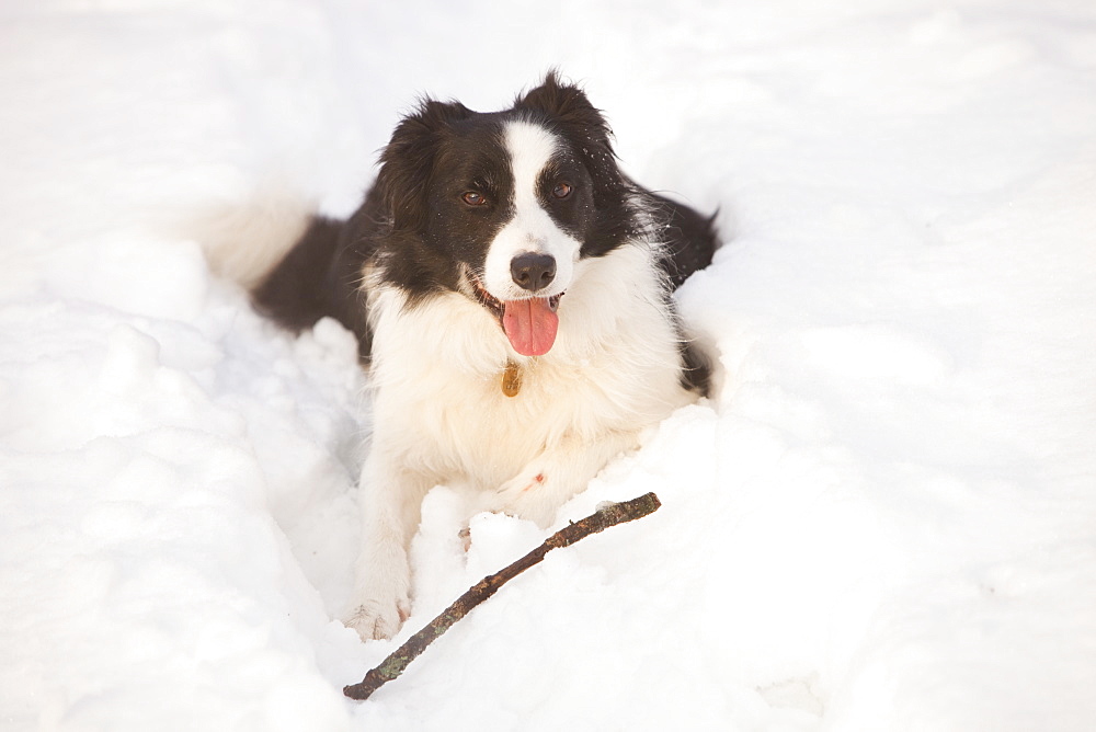 A Border Collie dog in snow, Lake District, Cumbria, England, United Kingdom, Europe