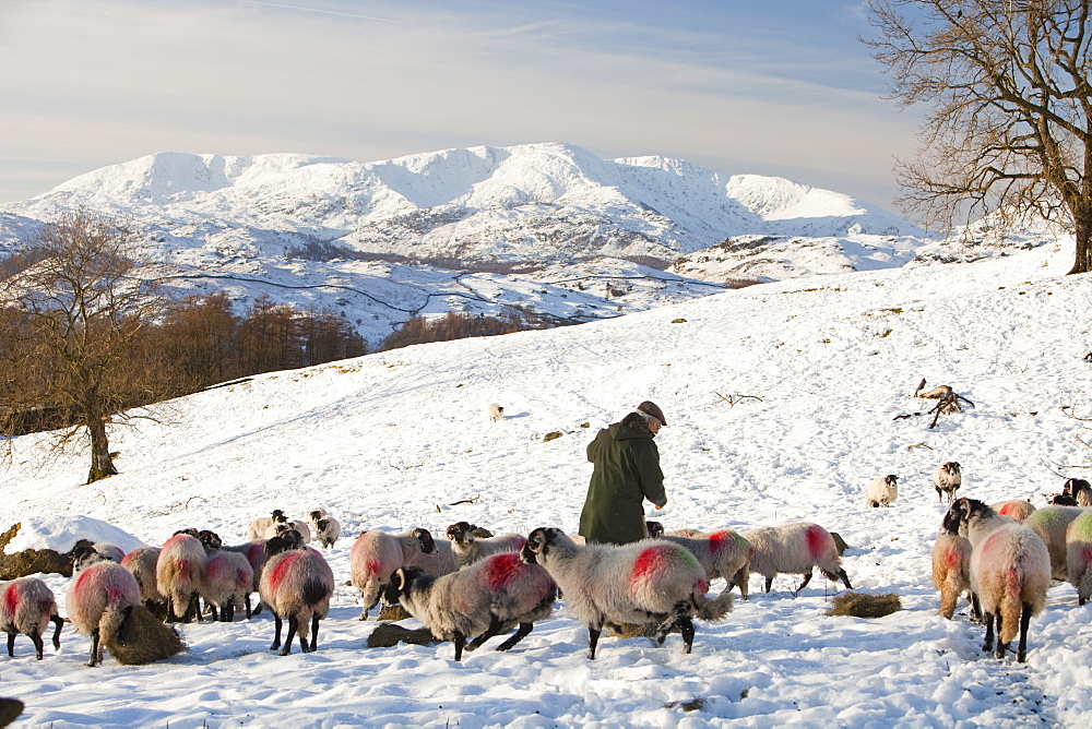 A farmer feeding his flock of sheep with the Coniston Fells in winter snow in the Lake District, Cumbria, England, United Kingdom, Europe