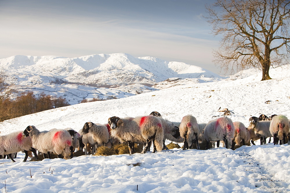 A farmer feeding his flock of sheep with the Coniston Fells in winter snow in the Lake District, Cumbria, England, United Kingdom, Europe