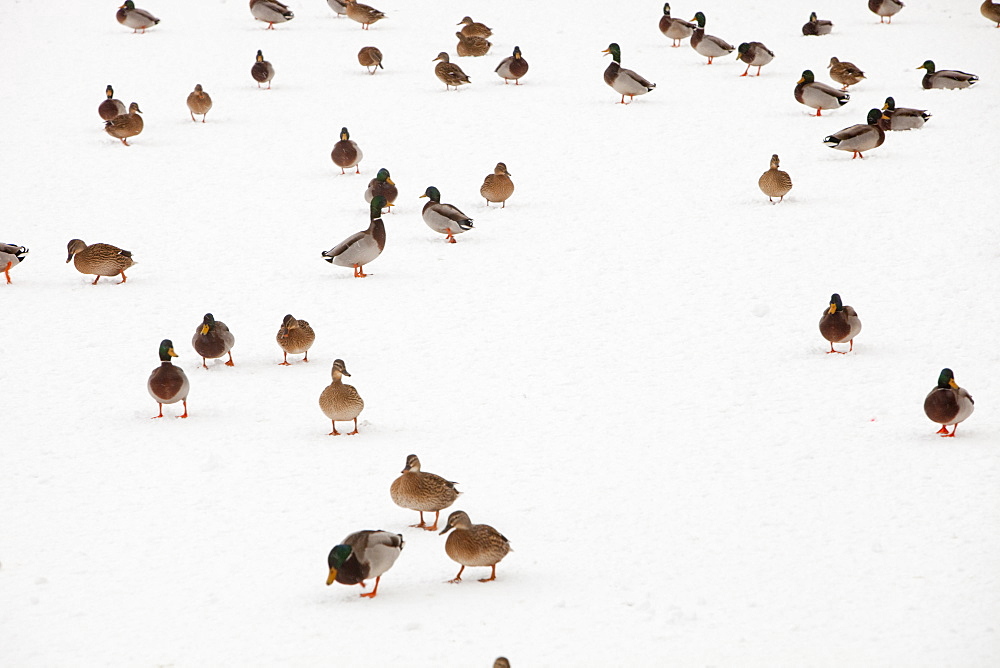 Mallard ducks on a snow covered frozen lake near Penrith, Cumbria, England, United Kingdom, Europe