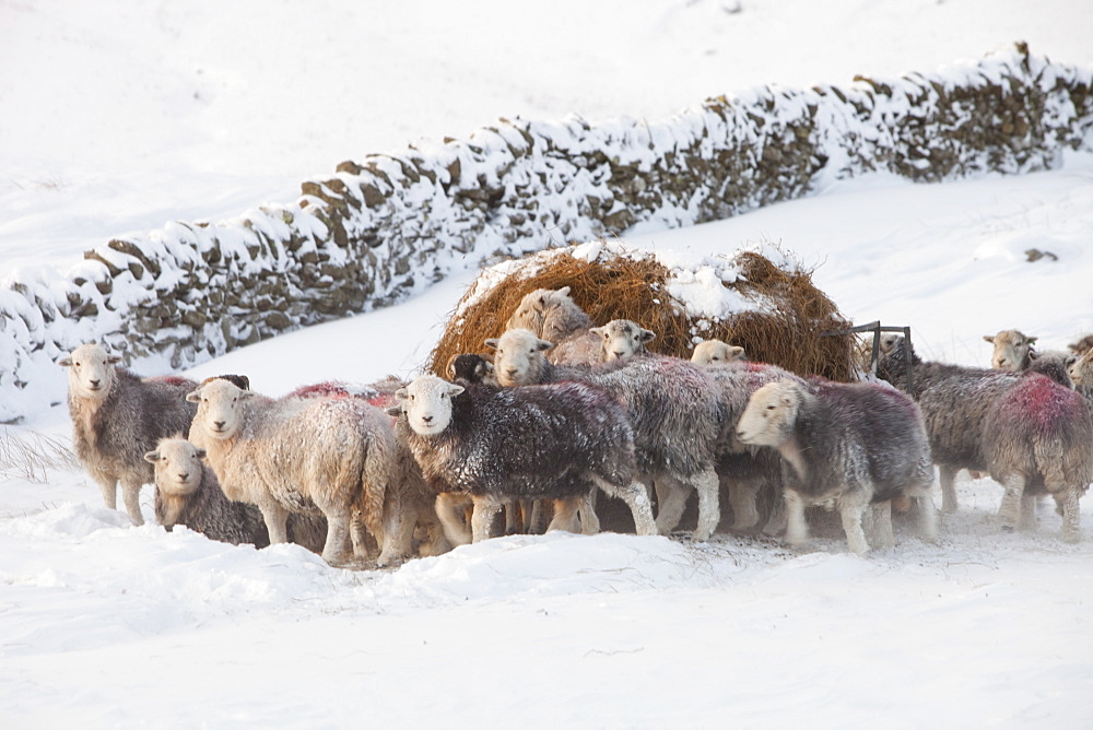 Sheep in winter conditions on the side of Wansfell, above Ambleside, Lake District, Cumbria, England, United Kingdom, Europe