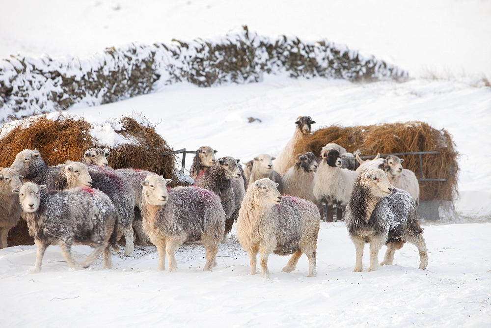 Sheep in winter conditions on the side of Wansfell, above Ambleside, Lake District, Cumbria, England, United Kingdom, Europe