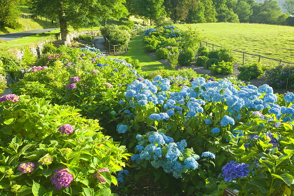 The National Collection of hydrangeas, Holehird Gardens, Windermere, Lake District, Cumbria, England, United Kingdom, Europe