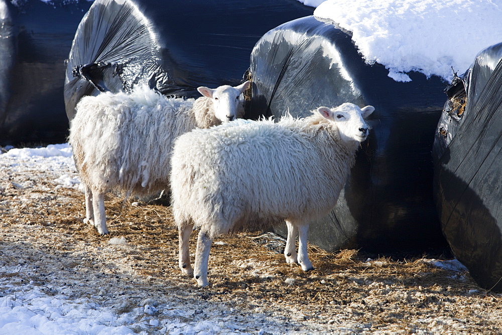 Sheep desperate for food in the big January 2010 freeze, gnaw their way into sileage bales to find food in the Yorkshire Dales, near Settle, Yorkshire, England, United Kingdom, Europe