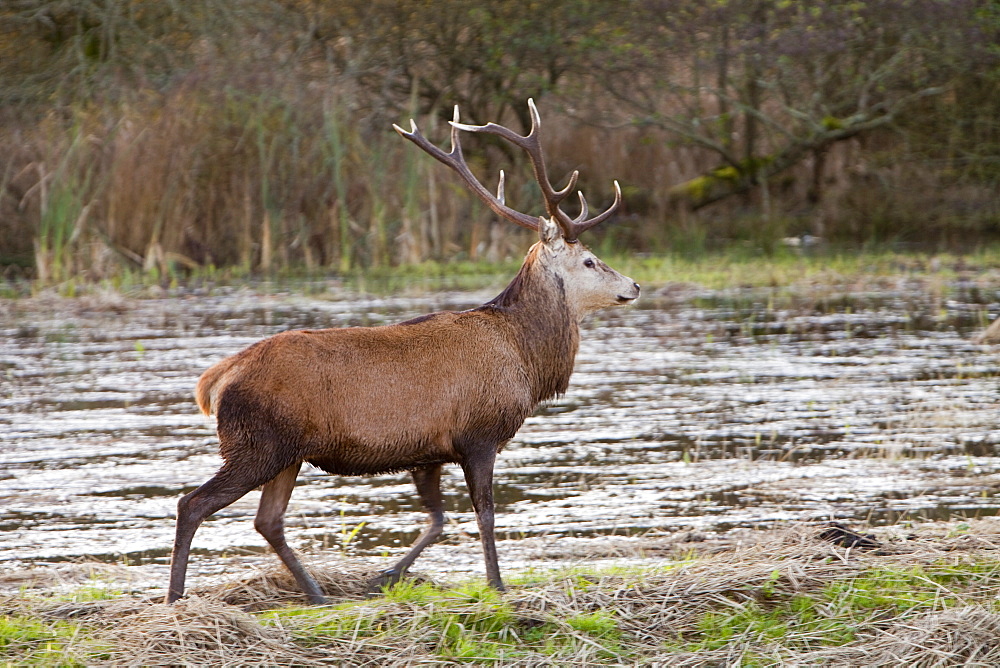 Red deer stag at Leighton Moss RSPB Reserve in Lancashire, England, United Kingdom, Europe