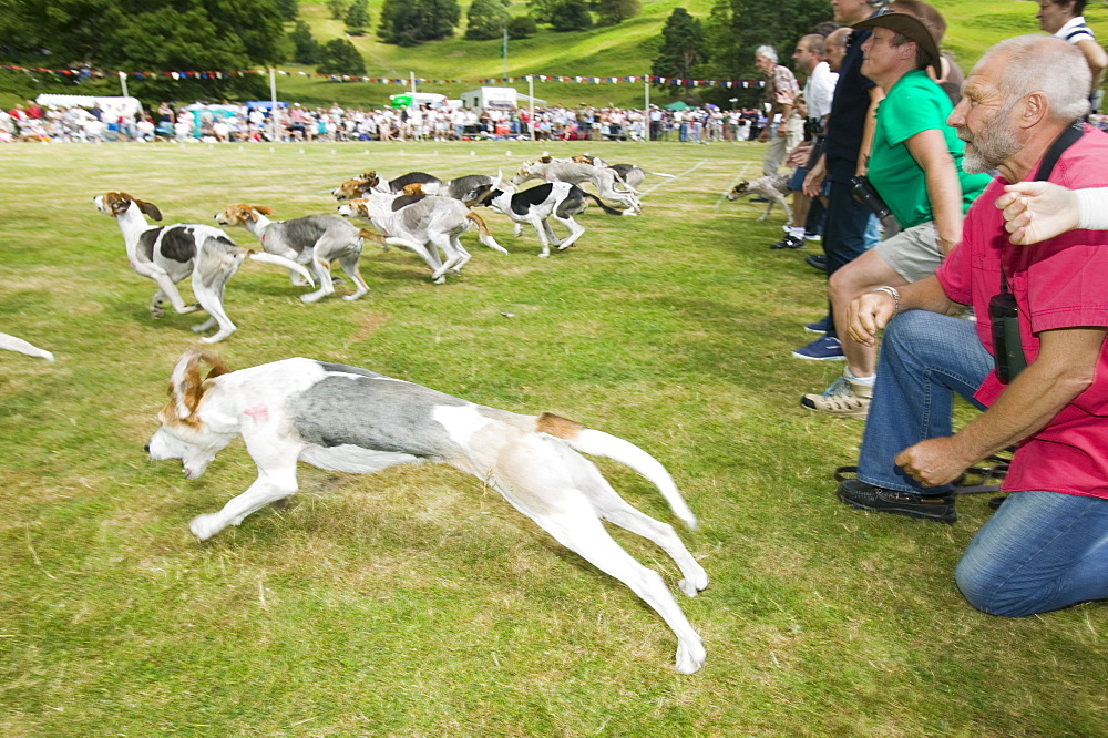 The Hound Trails at Ambleside Sports, Lake District, Cumbria, England, United Kingdom, Europe