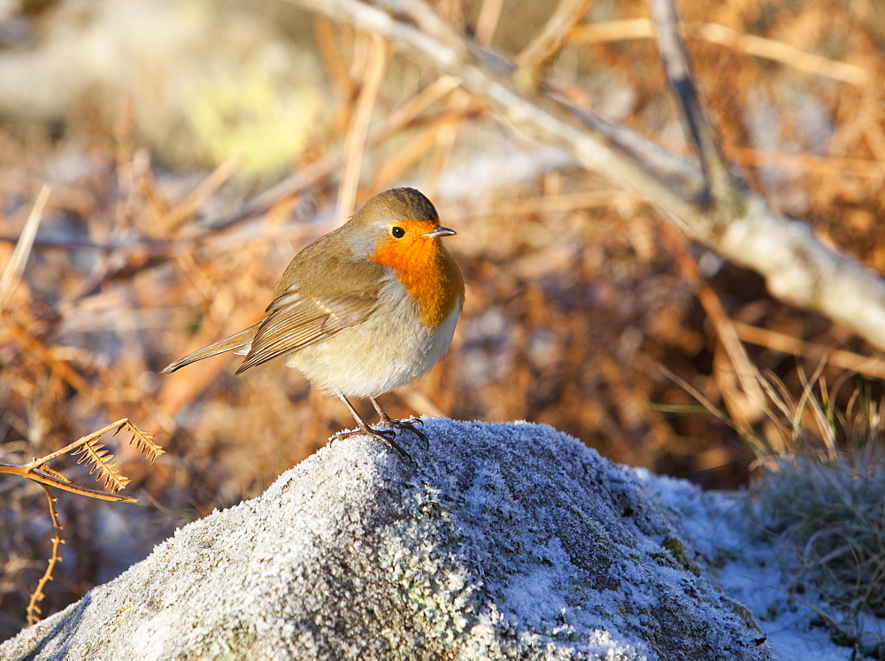 A Robin in winter frost, United Kingdom, Europe