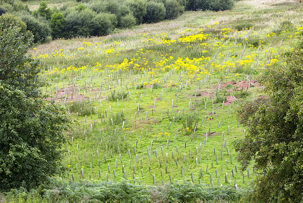 Sand Martin Wood in Faugh near Carlisle, Cumbria, England, United Kingdom, Europe