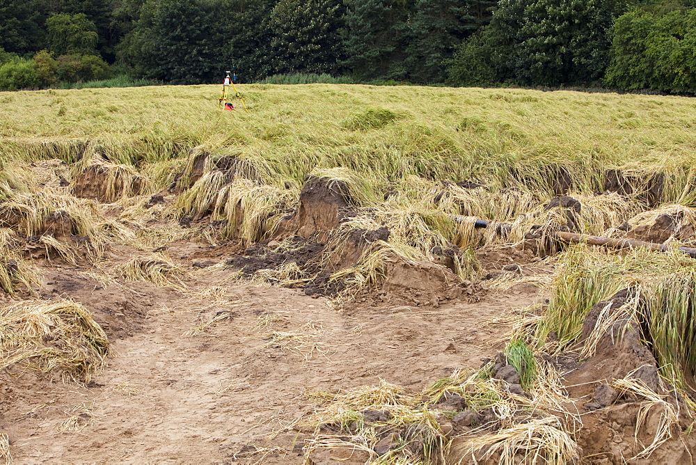 Flood damage to a field of barley at  Shincliffe, near Durham, County Durham, England, United Kingdom, Europe