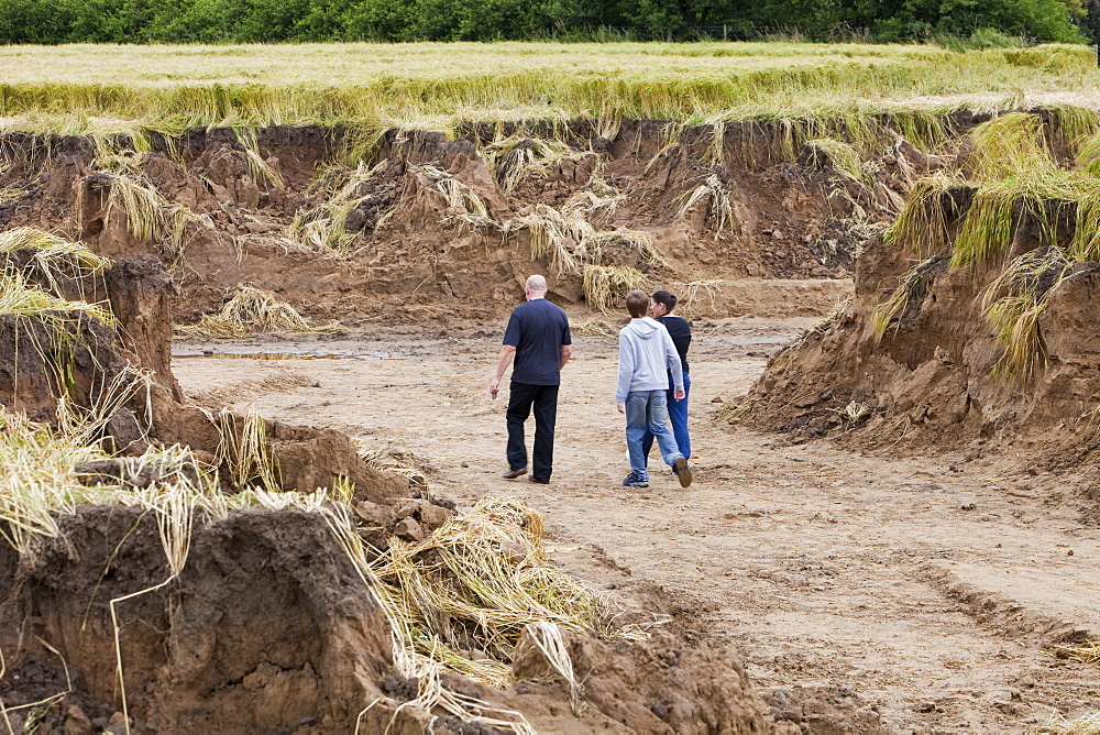 Flood damage to a field of barley at Shincliffe, near Durham, County Durham, England, United Kingdom, Europe