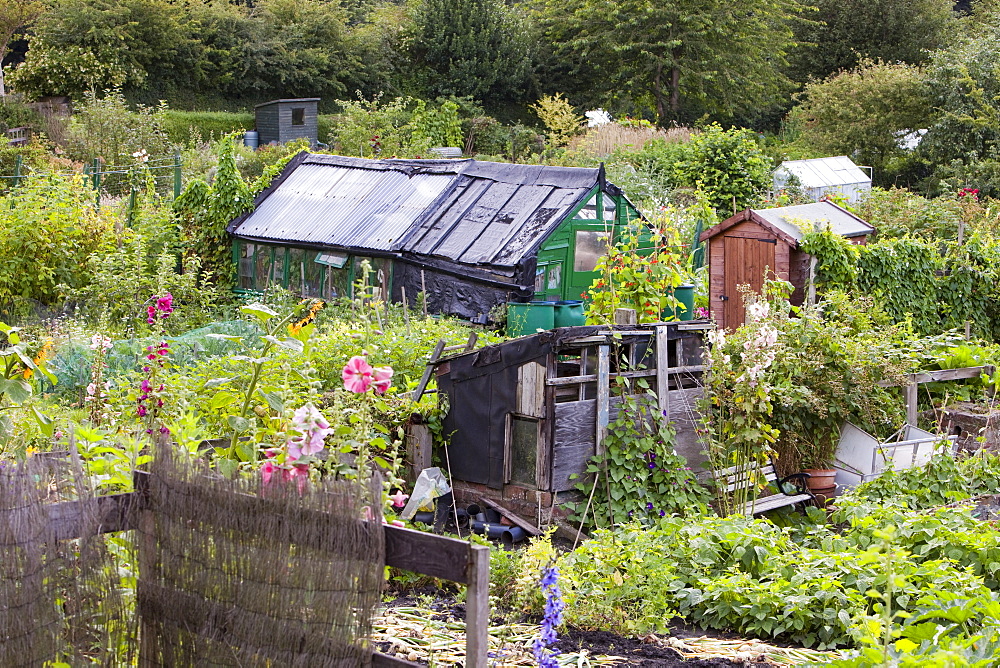 Allotments for growing fruit, vegetables and flowers in Durham, England, United Kingdom, Europe