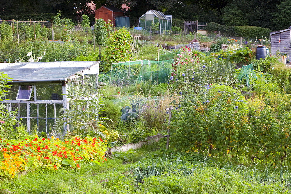 Allotments for growing fruit, vegetables and flowers in Durham, England, United Kingdom, Europe