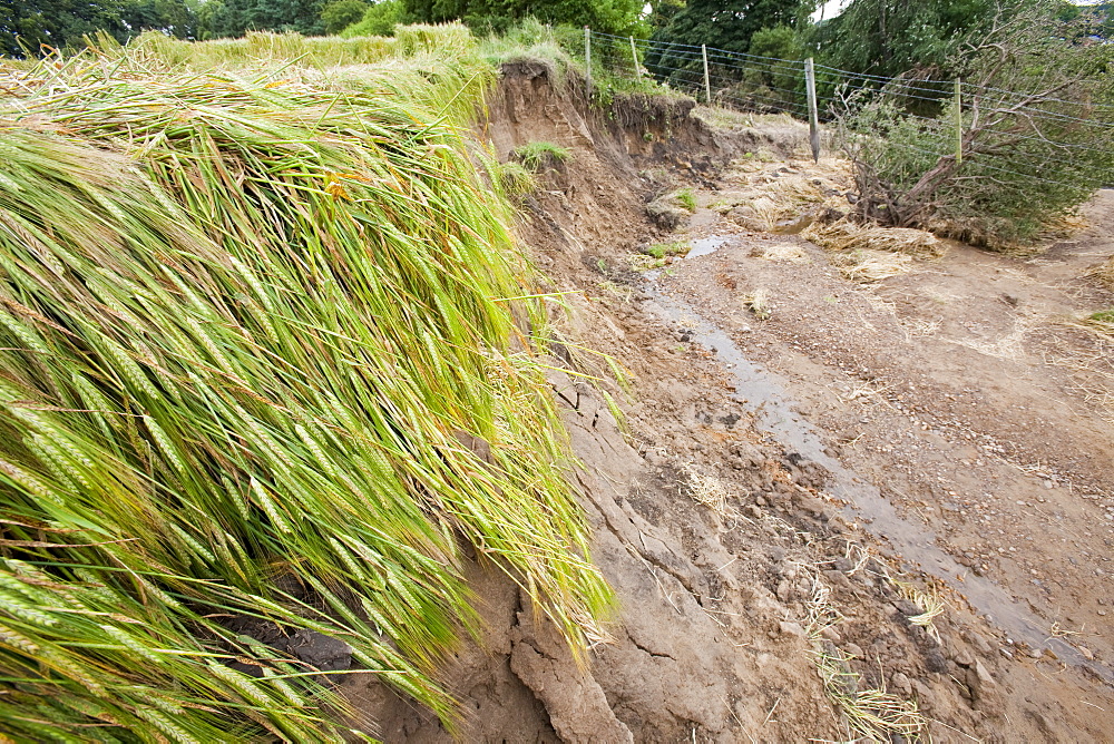 Flood damage to a field of barley at  Shincliffe, near Durham, County Durham, England, United Kingdom, Europe