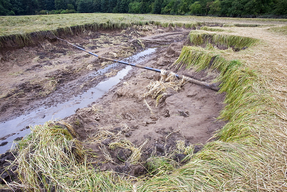 Flood damage to a field of barley at  Shincliffe, near Durham, County Durham, England, United Kingdom, Europe