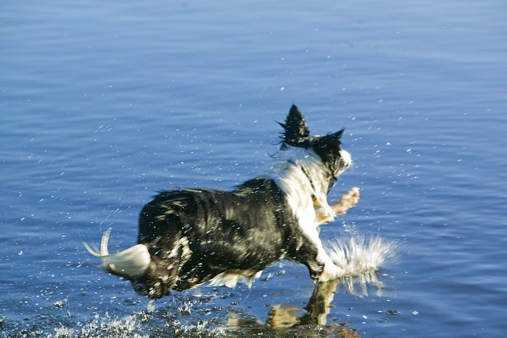 Border collie leaping into a Lakeland tarn to fetch a stick, Cumbria, England, United Kingdom, Europe