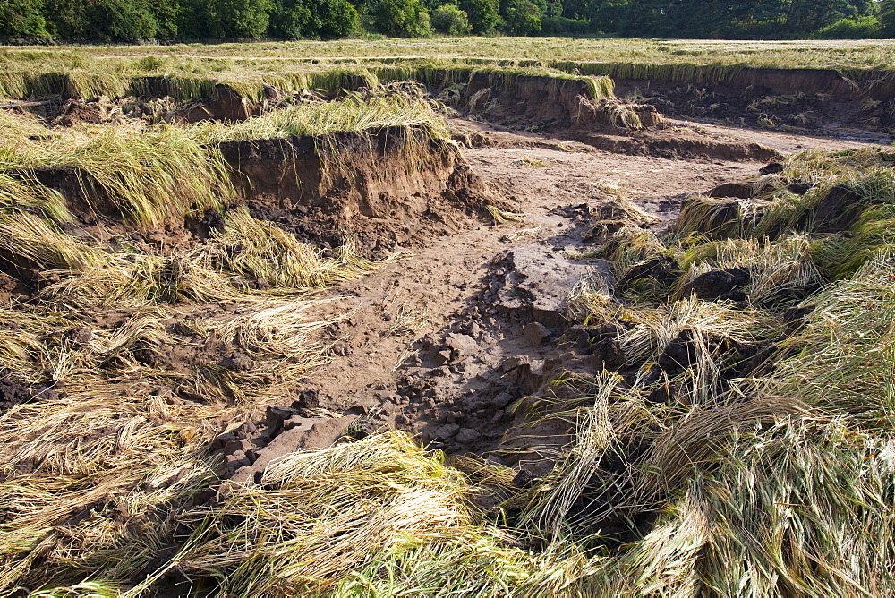 Flood damage to a field of barley at Shincliffe, near Durham, County Durham, England, United Kingdom, Europe