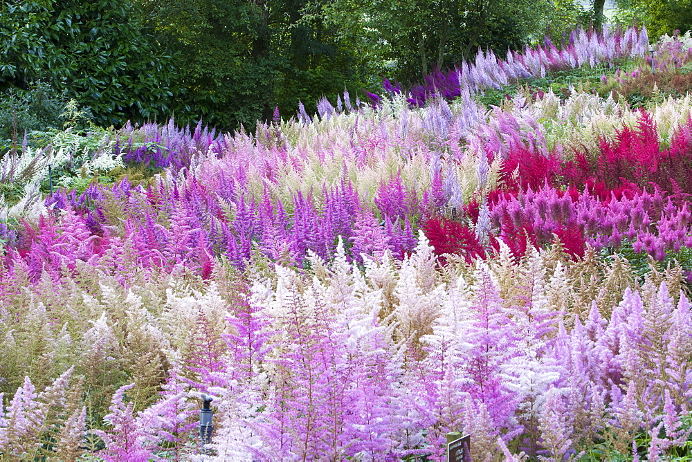 The National Collection of Astilbes in Holehird Garden, Windermere, Lake District, Cumbria, England, United Kingdom, Europe