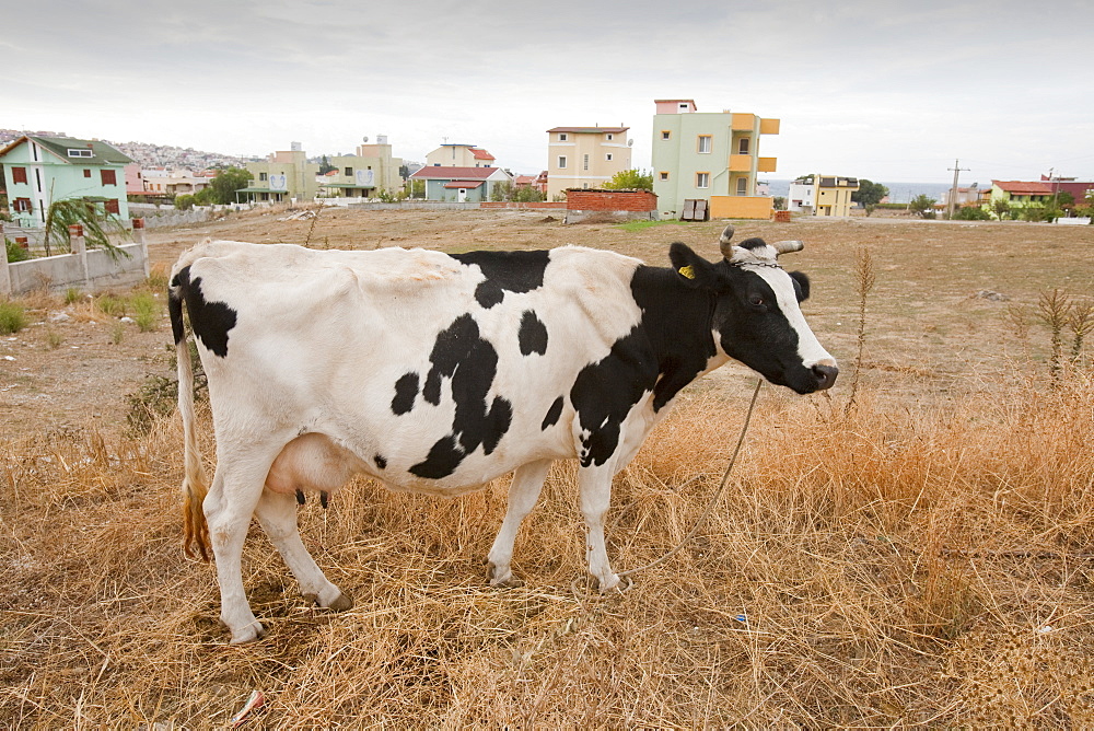 Cow near Teos in Turkey, Eurasia