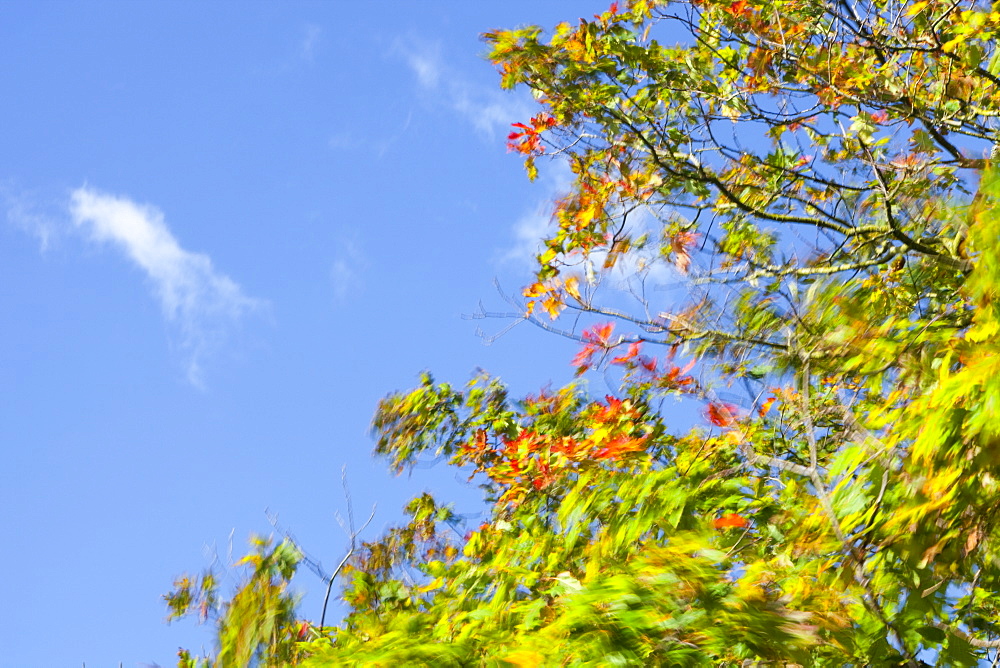 A maple tree's branches blowing in strong winds, Ambleside, Cumbria, England, United Kingdom, Europe