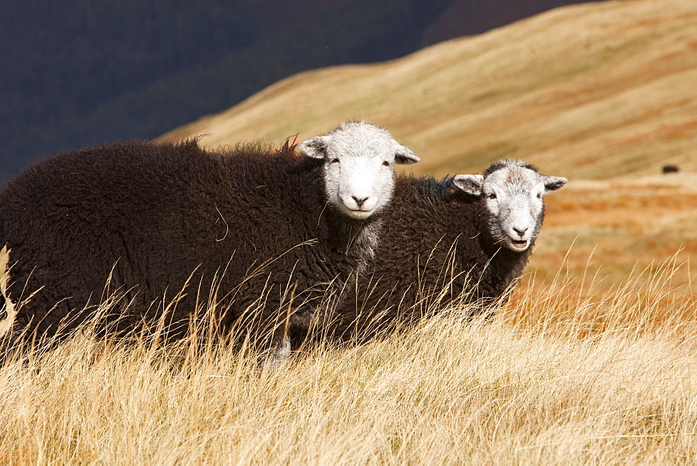 Young Herdwick sheep on the Lake District fells, Cumbria, England, United Kingdom, Europe