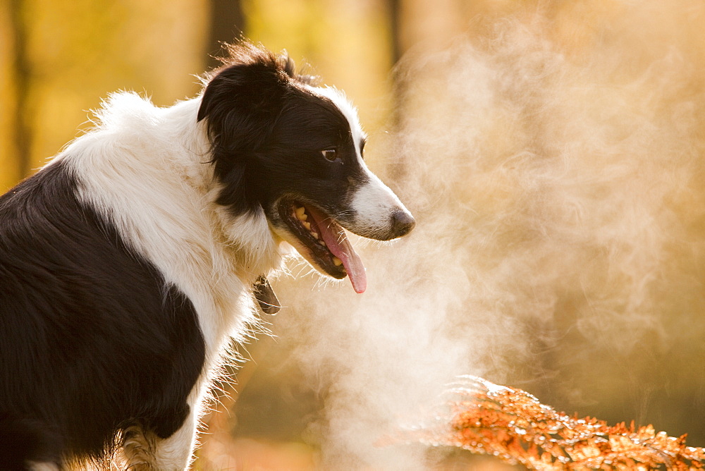 A Border Collie panting after exercise in woodland near Ambleside, Cumbria, England, United Kingdom, Europe