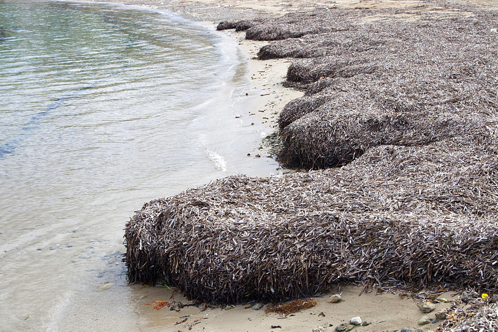 Seaweed washed up on the beach after a storm at Teos, Turkey, Eurasia