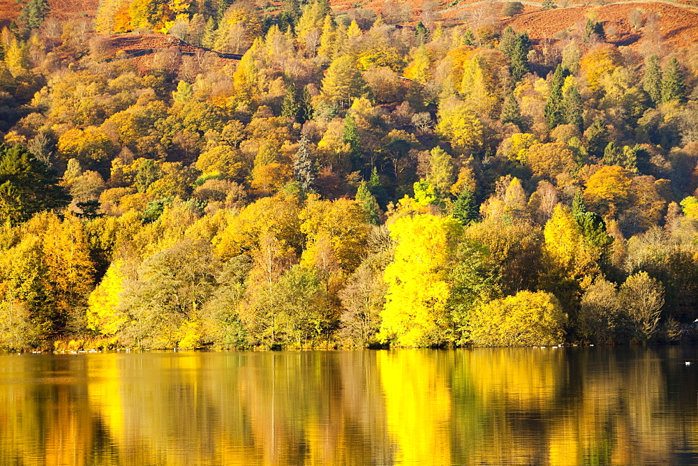 Autumn colours around Grasmere Lake in the Lake District National Park, Cumbria, England, United Kingdom, Europe