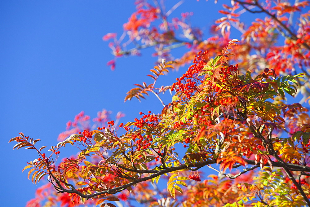 Rowan tree with berries in autumn, Leicestershire, England, United Kingdom, Europe