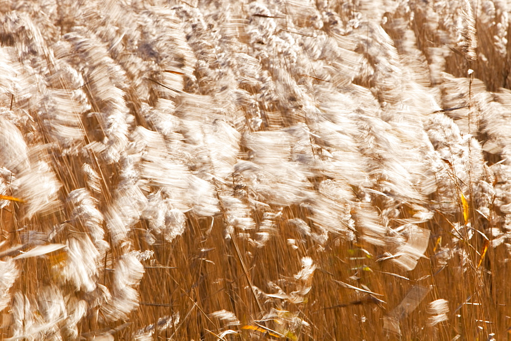 Phragmites reedbed at Leighton Moss RSPB Reserve in Lancashire, England, United Kingdom, Europe