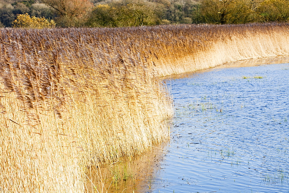 Phragmites reedbed at Leighton Moss RSPB Reserve in Lancashire, England, United Kingdom, Europe