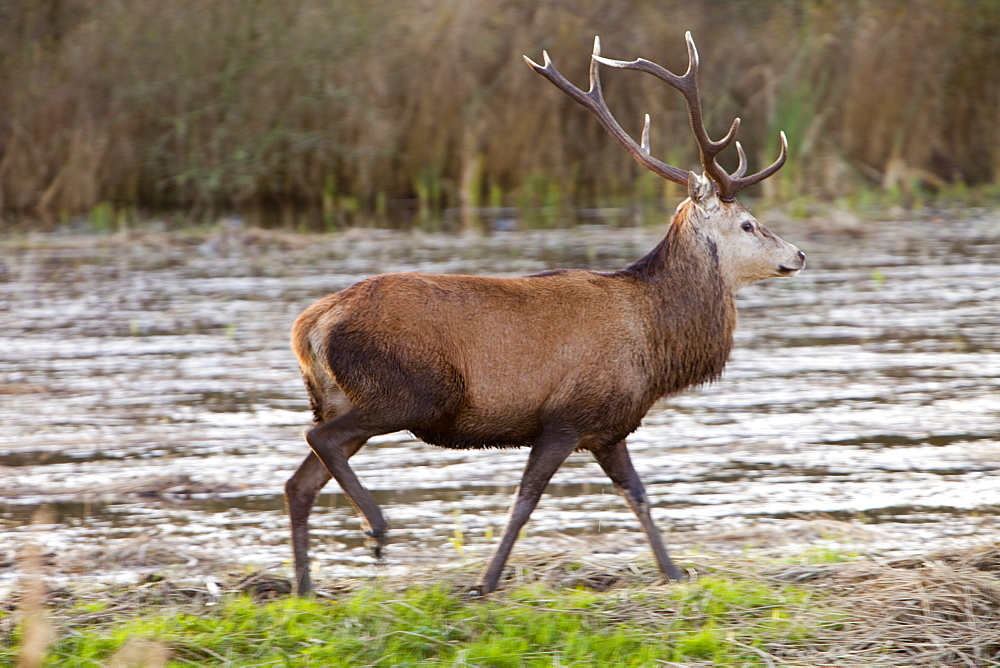 Red deer stag at Leighton Moss RSPB Reserve in Lancashire, England, United Kingdom, Europe