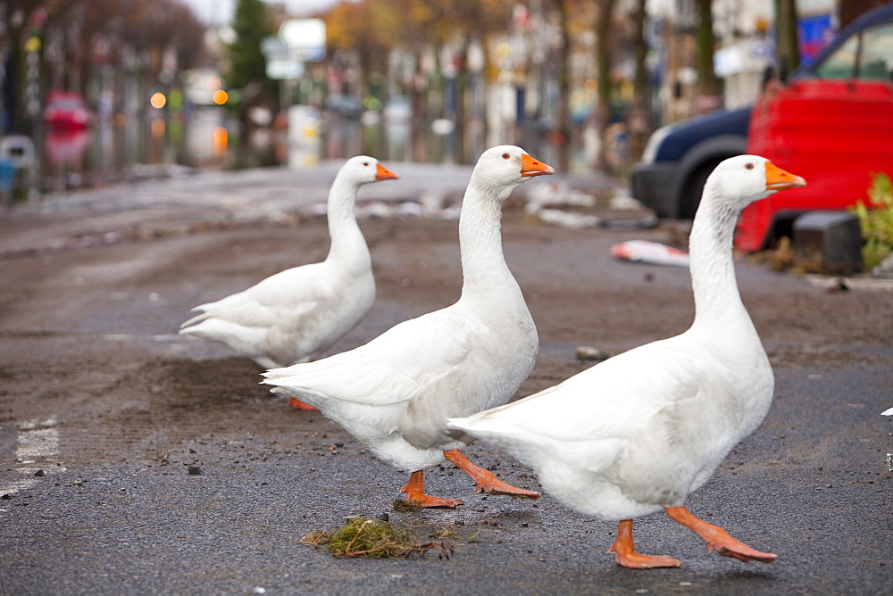 A flock of escaped farmyard geese on Cockermouth Main Street on Saturday morning after the floodwaters had receded, Cumbria, England, United Kingdom, Europe