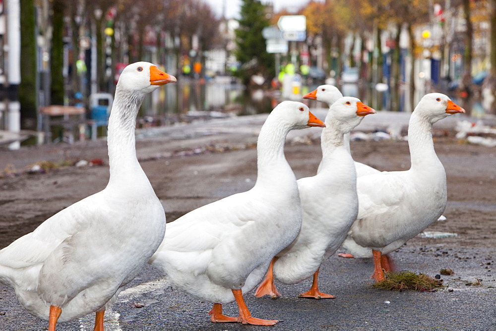 A flock of escaped farmyard geese on Cockermouth Main Street on Saturday morning after the floodwaters had receded, Cumbria, England, United Kingdom, Europe