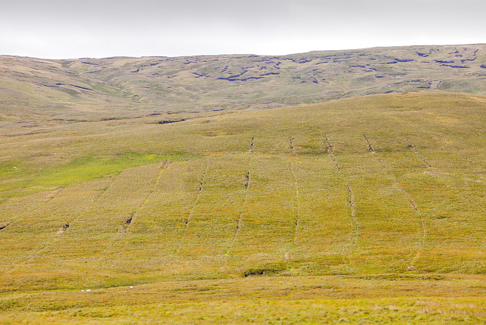 Boggy moorland above Wet Sleddale with drainage ditches dug into the peat, known as gripping, to try and make the ground more suitable for sheep grazing, Cumbria, England, United Kingdom, Europe