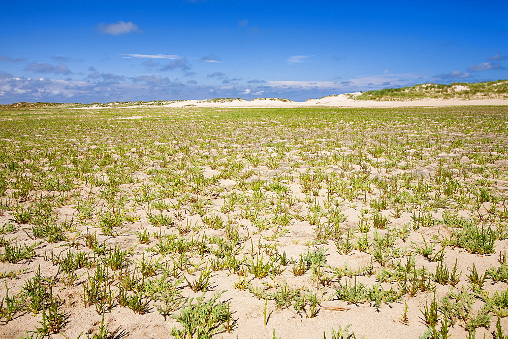 Samphire growing on the beach at Wells Next the Sea on the North Norfolk Coast, Norfolk, England, United Kingdom, Europe