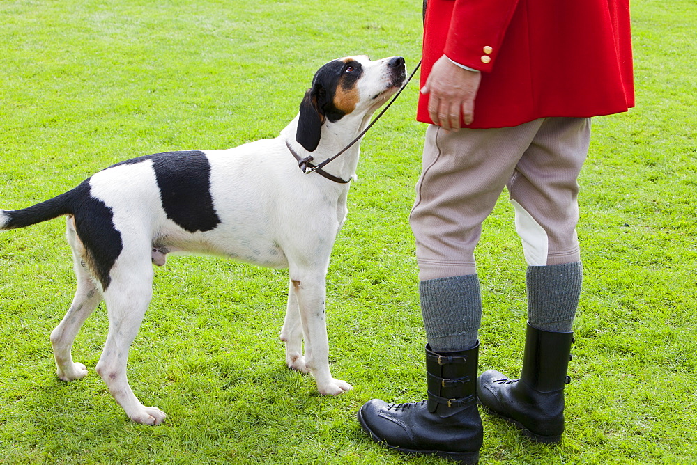 A Hunt master and his fox hound at the Vale of Rydal Sheepdog Trials, Ambleside, Lake District, Cumbria, England United Kingdom, Europe