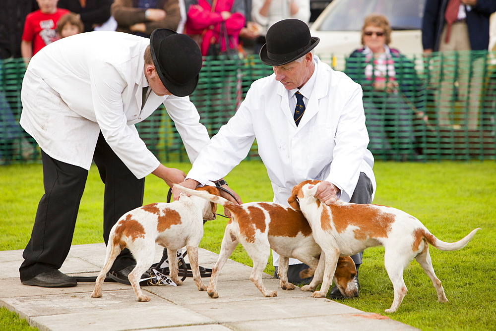 Men wearing the bowler hats and white coats traditionally associated with Beagle dog shows, at the Vale of Rydal Sheepdog Trials, Ambleside, Lake District, Cumbria, England, United Kingdom, Europe