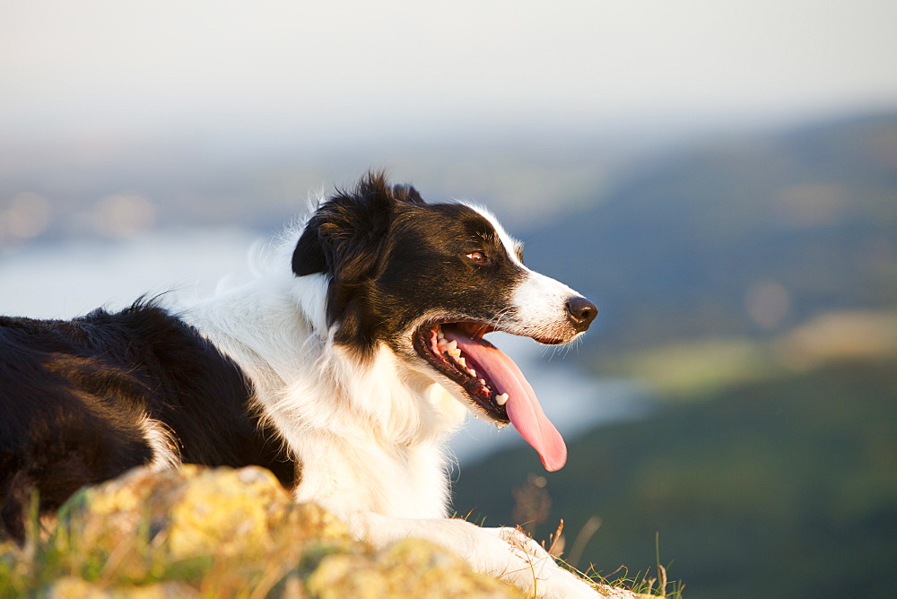 A Border Collie panting to cool down