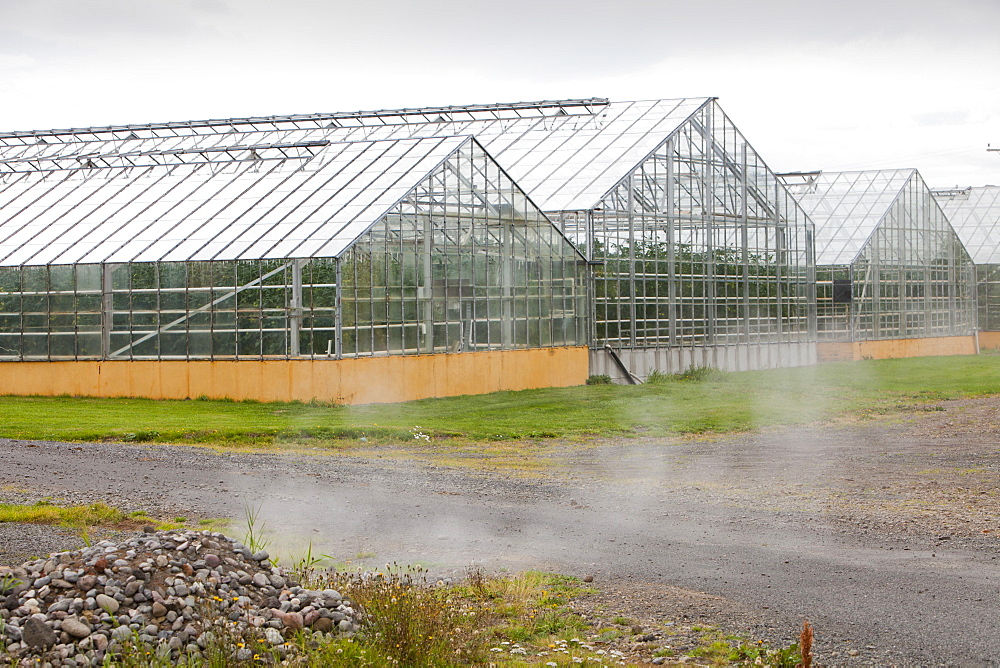 Greenhouses growing tomatoes heated by geothermal hot water near Husafell in Iceland, Polar Regions