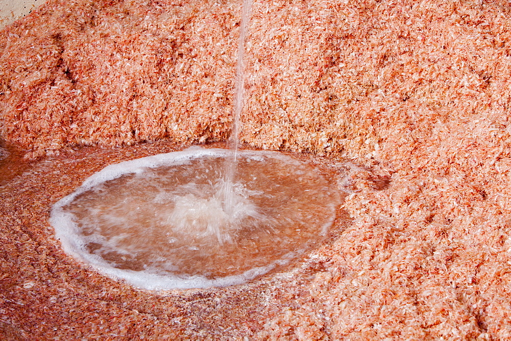 Prawn waste from a fish processing factory in Siglufjordur in northern Iceland, Polar Regions